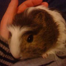 Marsvin Zynta von Sortfod