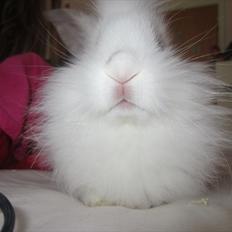 Kanin Hr. Vimse [Tidliger gnaver]