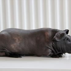 Marsvin Grisling Skinny