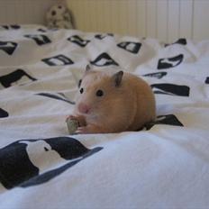 Hamster Bailey