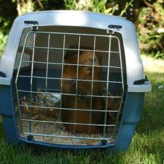 Marsvin Solsidens Lovely Lulu<3