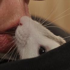 Tamrotte Visby's Dolly