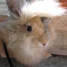 Kanin Stald muskatnød´s Chili 