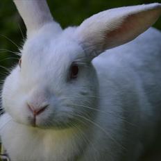 Kanin Snehvide<3