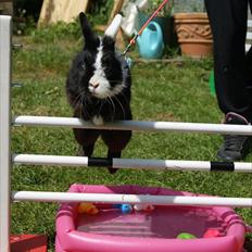 Kanin Stald Antons Toffifee