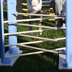 Kanin Mikado's Venus