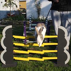 Kanin Mikado's Venus