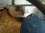 Chinchilla Mamalou