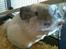 Chinchilla Mamalou