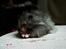 Hamster Futte † 2012 †