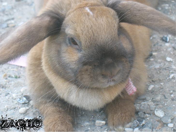 Kanin Dundines Mini Troja billede 8