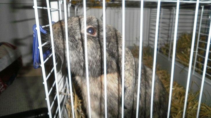 Kanin Ninus - 2011 billede 15