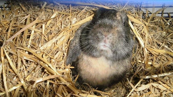 Kanin Ninus - 2011 billede 16