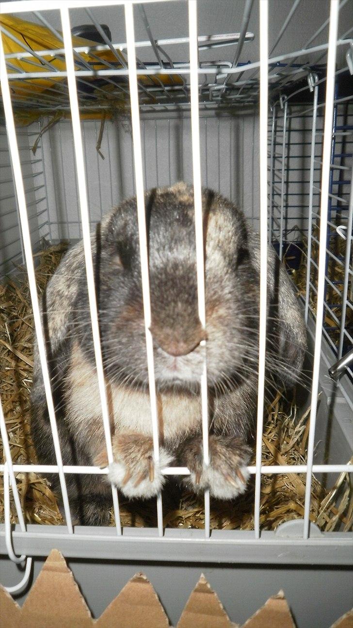 Kanin Ninus - Uha er man lidt nysgerrig?:D billede 17