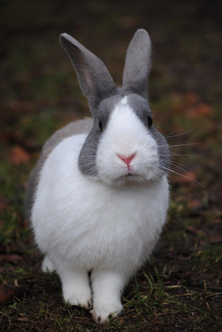 Kanin - Hollænder Strandvejs Shapper billede 3