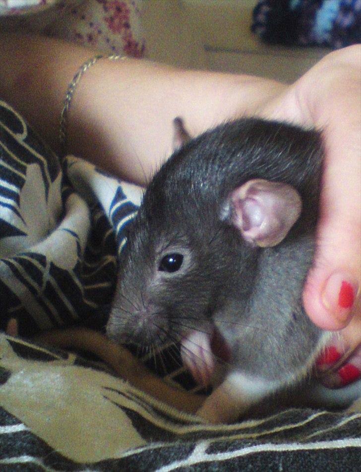 Tamrotte GR Saxofon billede 1