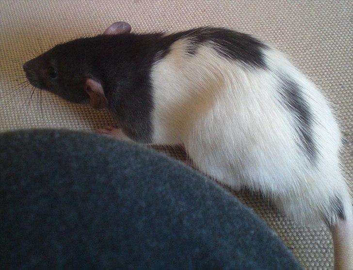 Tamrotte GR Saxofon billede 8