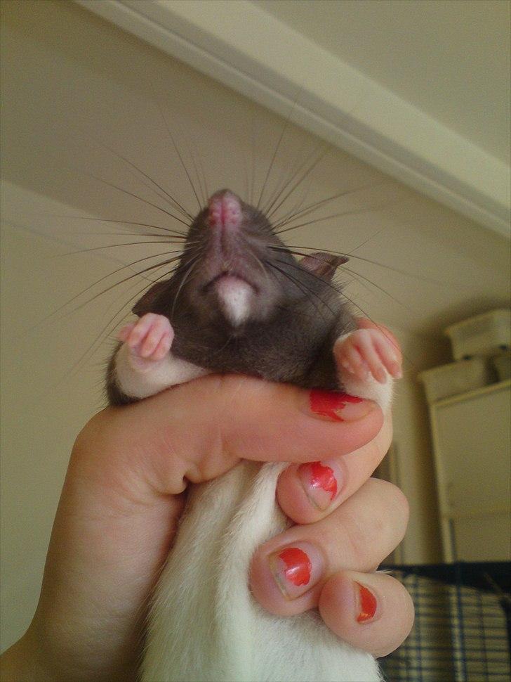 Tamrotte GR Saxofon billede 9