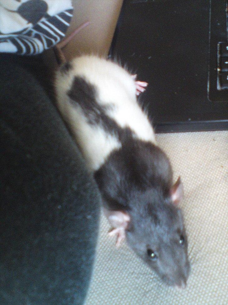 Tamrotte GR Saxofon billede 10