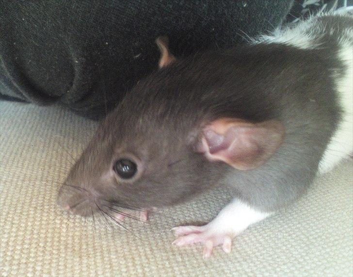 Tamrotte GR Saxofon billede 11