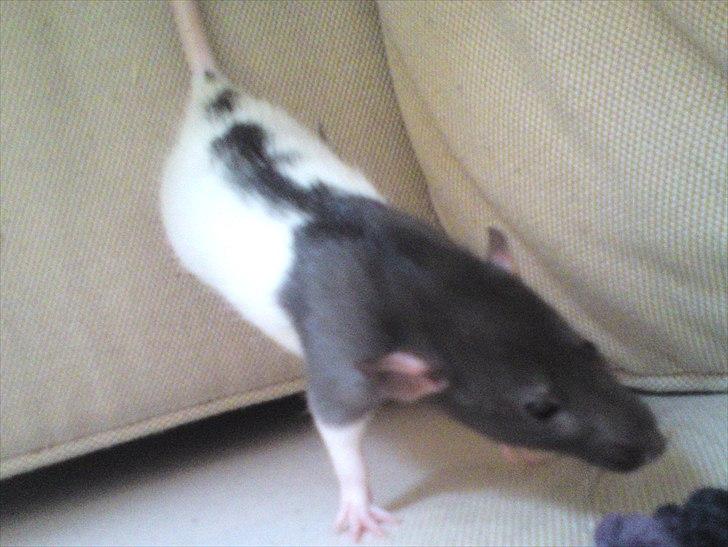 Tamrotte GR Saxofon billede 12