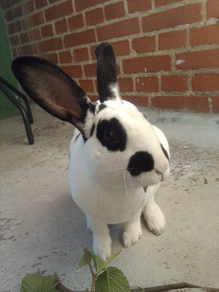 Kanin Ninkos (rex) - På hans nye altan. billede 15