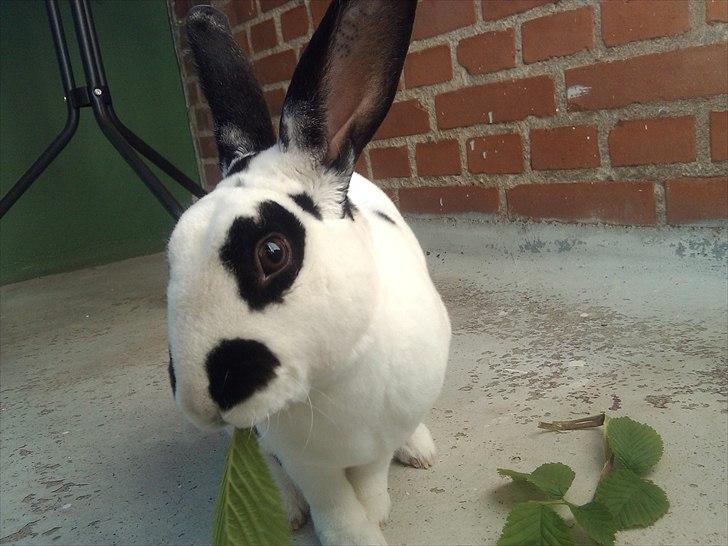 Kanin Ninkos (rex) - Velkommen!! billede 1