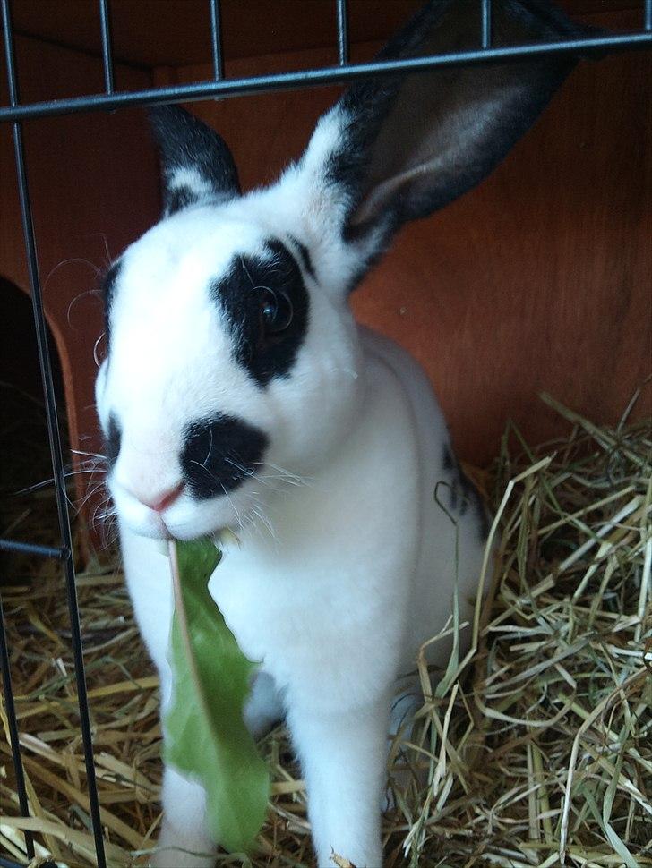 Kanin Ninkos (rex) - Da han var en lille baby. billede 16