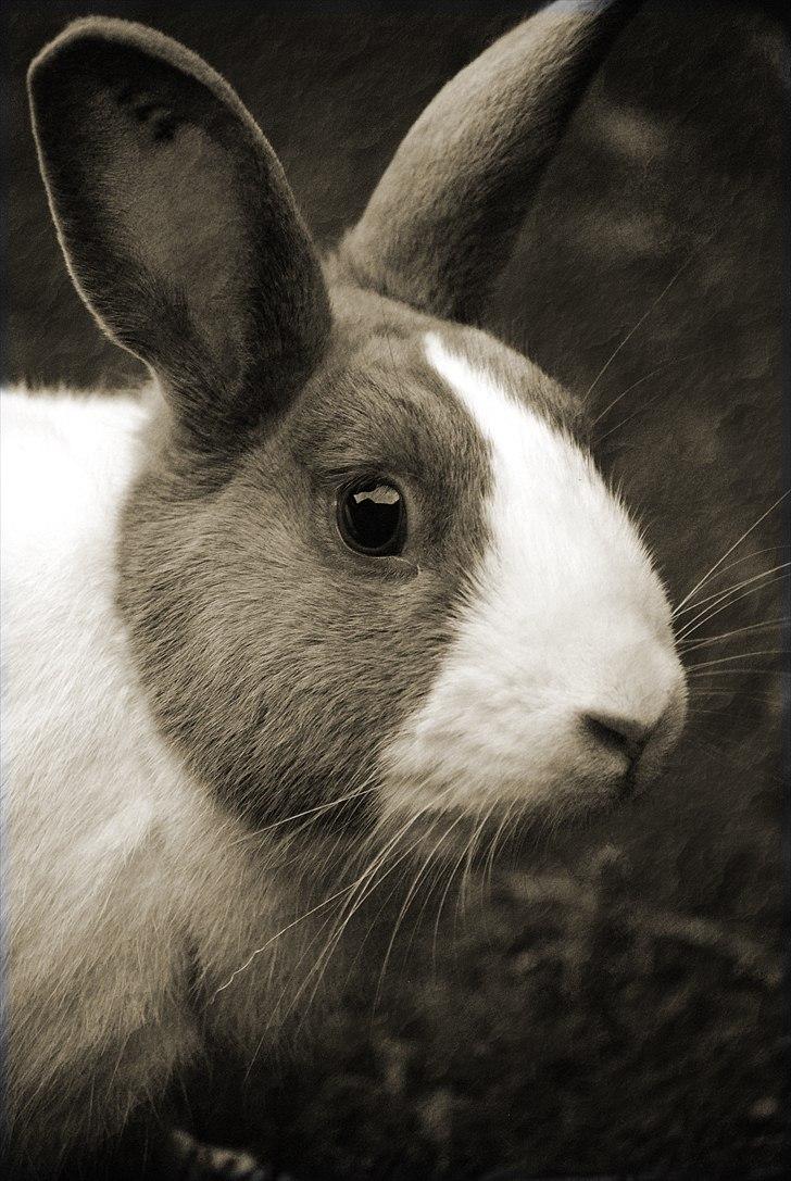 Kanin - Hollænder Strandvejs Shapper billede 1