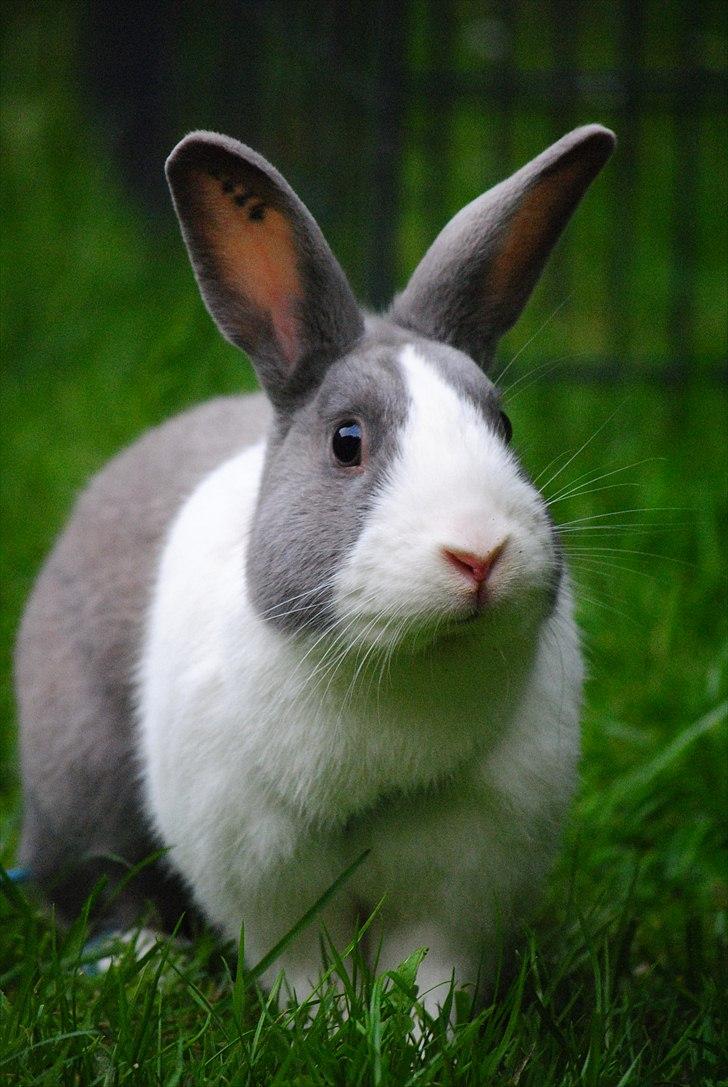 Kanin - Hollænder Strandvejs Shapper billede 2
