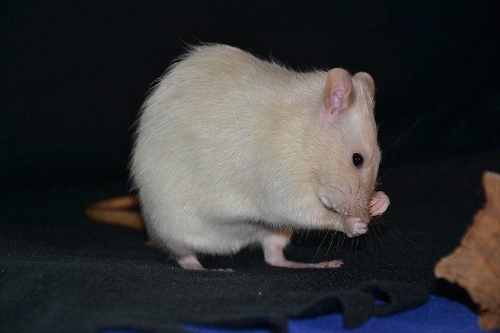 Tamrotte †Røntved's Zeus† billede 17