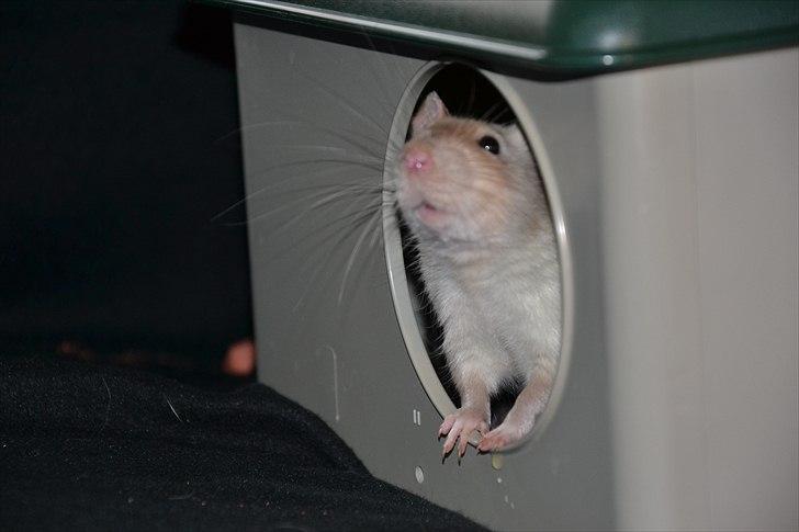 Tamrotte †Røntved's Zeus† billede 18