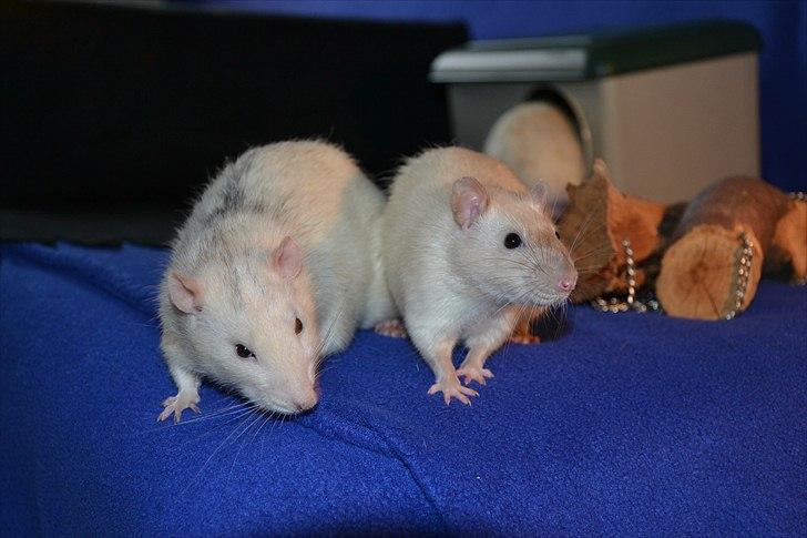 Tamrotte †Røntved's Zeus† - Jack og Zeus billede 19