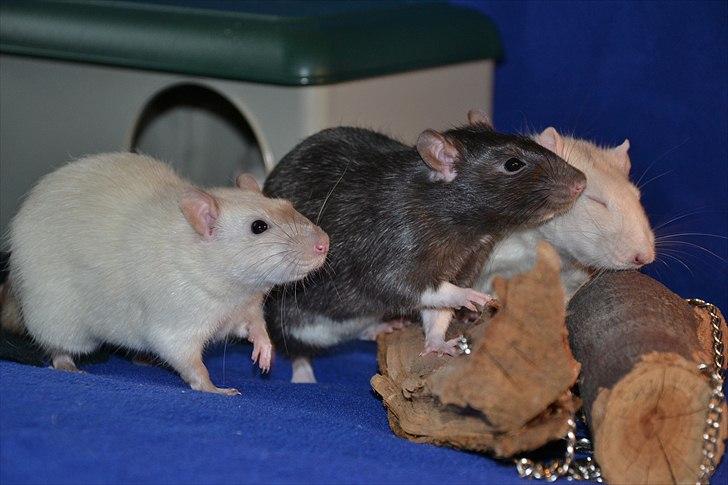 Tamrotte †Røntved's Zeus† - Zeus, Ib og Jack billede 2