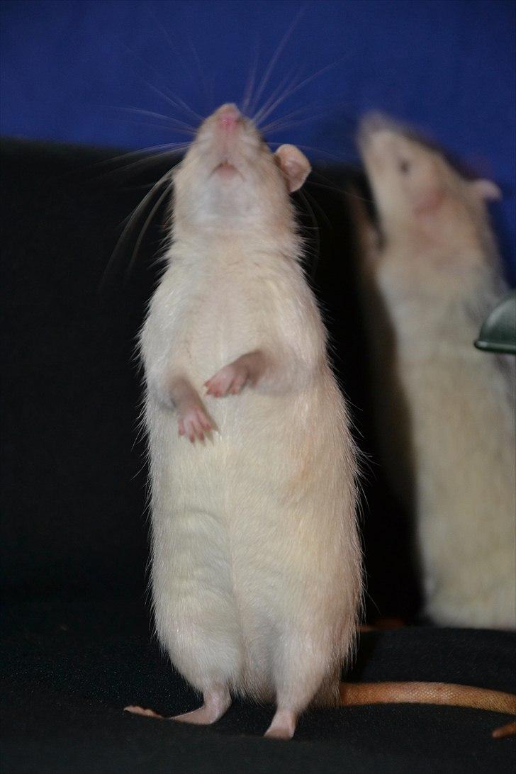 Tamrotte †Røntved's Zeus† billede 4