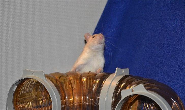 Tamrotte †Røntved's Zeus† - DJ Zeus?? billede 20