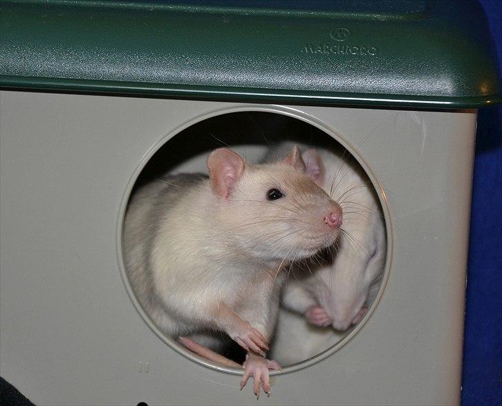 Tamrotte †Røntved's Zeus† billede 3