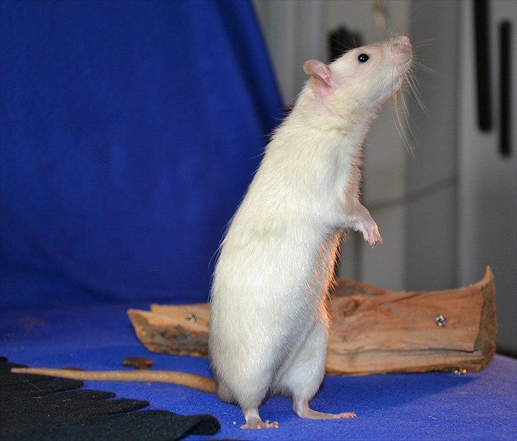 Tamrotte †Røntved's Zeus† billede 6