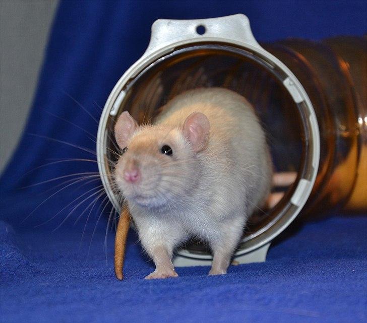 Tamrotte †Røntved's Zeus† billede 8