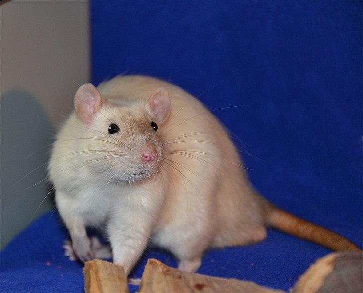 Tamrotte †Røntved's Zeus† billede 1