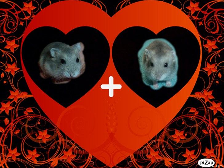 Dværghamster Molly billede 8