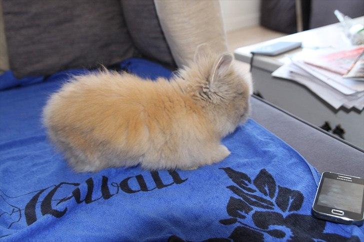 Kanin Pjuske R.I.P 3/6-2019 - 1 måned gammel billede 1