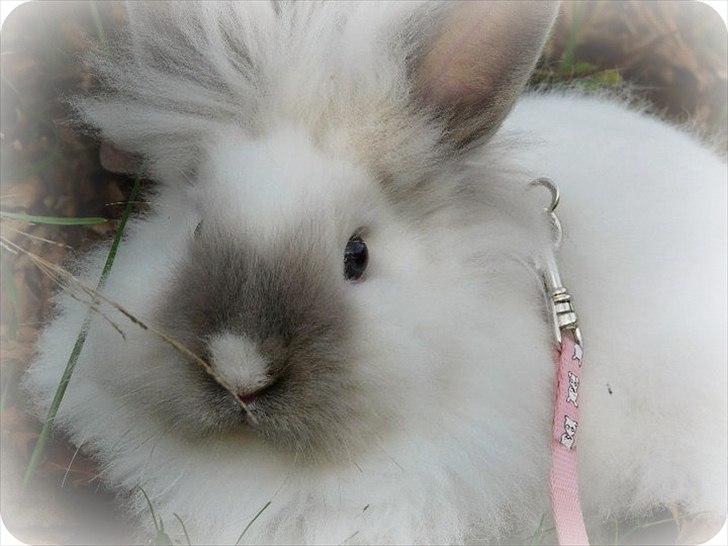 Kanin CK's Honey Fiona billede 1