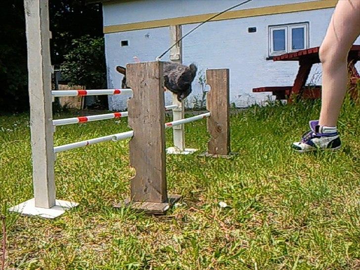 Kanin Smilla billede 13