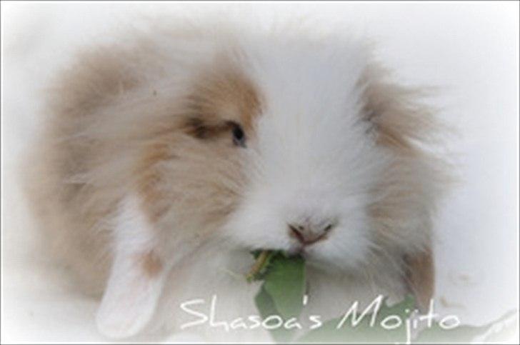 Kanin Shasoa's Mojito billede 1