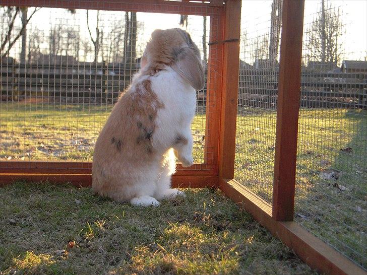 Kanin Nuser ( den Nye spring kanin ) billede 12