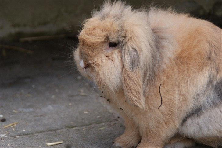 Kanin Løvevædder Kit Kat - (Kitty) billede 4