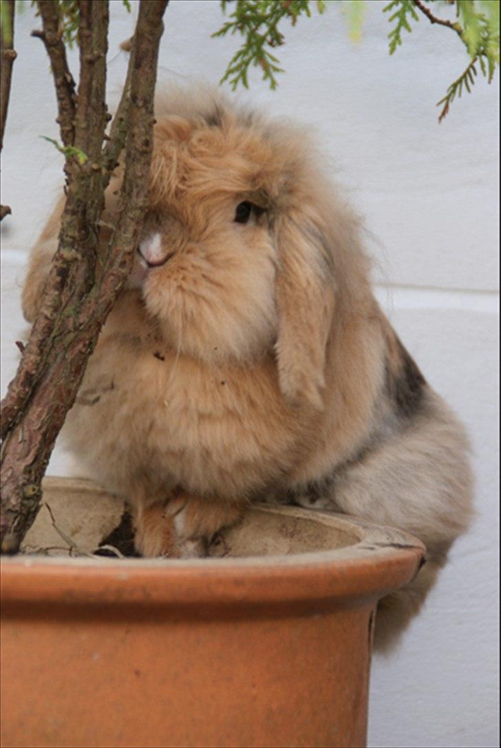 Kanin Løvevædder Kit Kat - (Kitty) billede 2