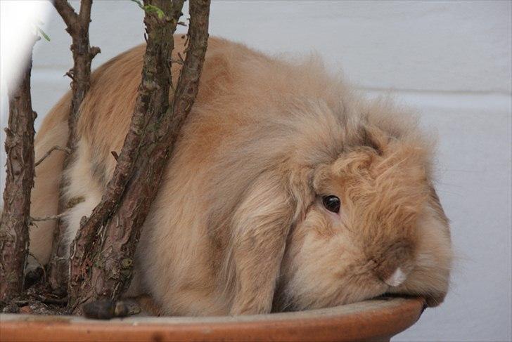 Kanin Løvevædder Kit Kat - (Kitty) billede 6