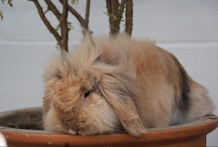 Kanin Løvevædder Kit Kat - (Kitty) billede 7